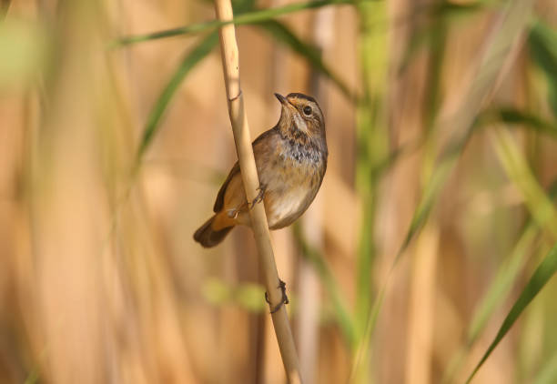istock Various bluethroats in winter plumage. 1348047684