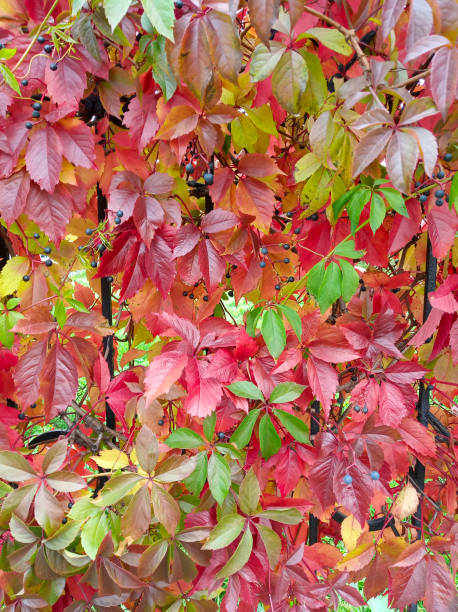 istock Photo of Virginia creeper 1348047840