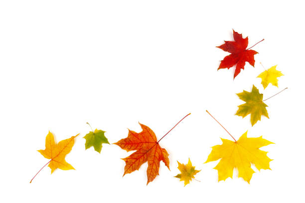istock autumn leaves falling on a white background. maple leaves 1348051945