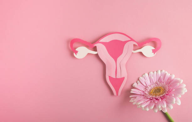 istock Women's health, reproductive system concept. 1348052150