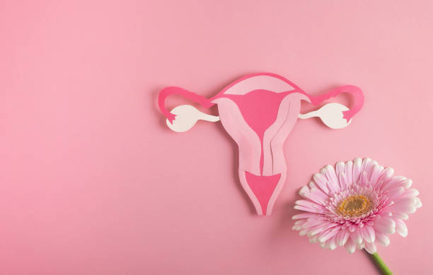Women's health, reproductive system concept. Decorative model uterus and flower on pink background. Top view, copy space contraceptive stock pictures, royalty-free photos & images