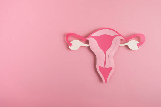 salute delle donne, concetto di sistema riproduttivo. - ovary foto e immagini stock