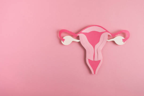 Women's health, reproductive system concept. Decorative model uterus made frome paper on pink background. Top view, copy space uterus photos stock pictures, royalty-free photos & images
