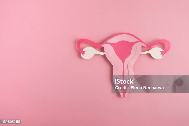 Womens Health Reproductive System Concept Stock Photo - Download Image Now - Uterus, Menopause, Ovary