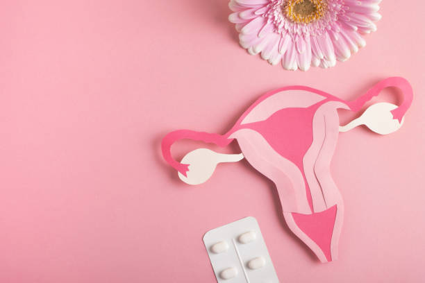 salud de la mujer, concepto de sistema reproductivo. - vagina contraceptive gynecologist doctor fotografías e imágenes de stock