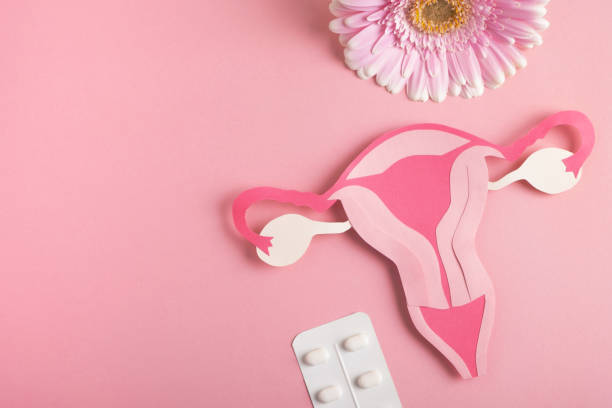 Women's health, reproductive system concept. Decorative model uterus, pills and flower on pink background. Top view, copy space estrogen photos stock pictures, royalty-free photos & images