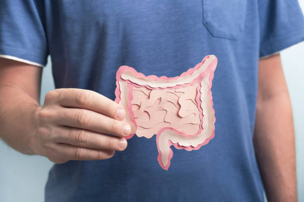 healthy digestion concept, probiotics and prebiotics for microbiome intestine - buik stockfoto's en -beelden