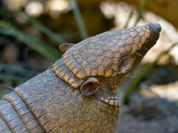 istock Portrait of six-banded armadillo 1348053144