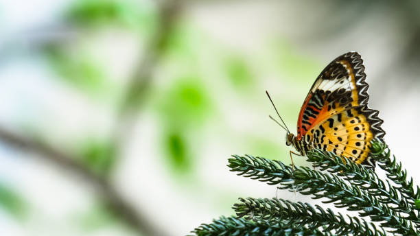 motyl na urlopie. - butterfly flying colony yellow zdjęcia i obrazy z banku zdjęć