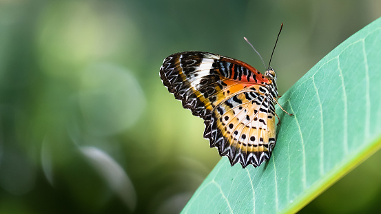 A beautiful yellow-orange butterfly clings to a flower to feed on pollen this morning in the garden.