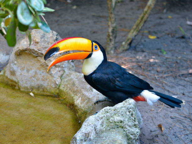 istock Toucan by the water with open beak 1348053518
