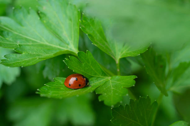 Ladybug on the grass macro