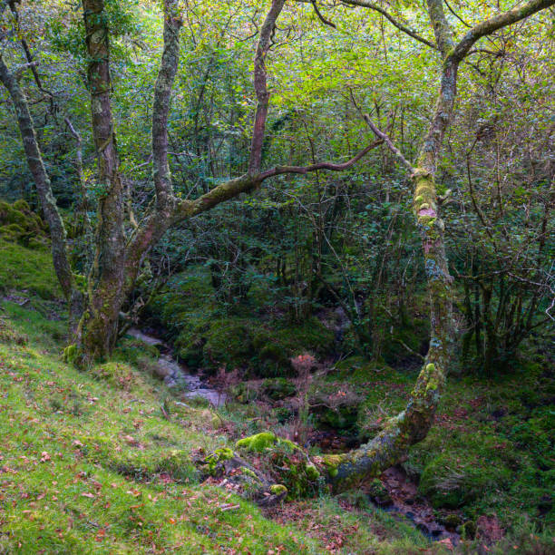 A pair of mossy oaks at the edge of a stream stock photo