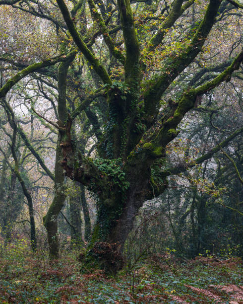 istock Chestnut tree covered in ivy among the undergrowth 1348053589