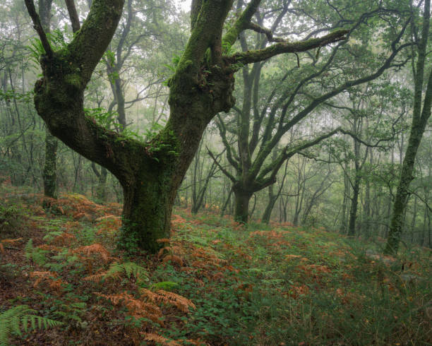 Mystical atmosphere in an ancient misty forest stock photo