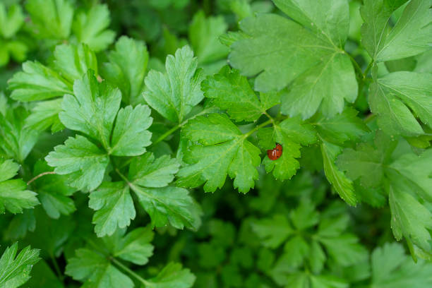 marienkäfer auf einem petersilienblatt an einem schönen tag mit grünem naturhintergrund - ladybug nature spring drop stock-fotos und bilder