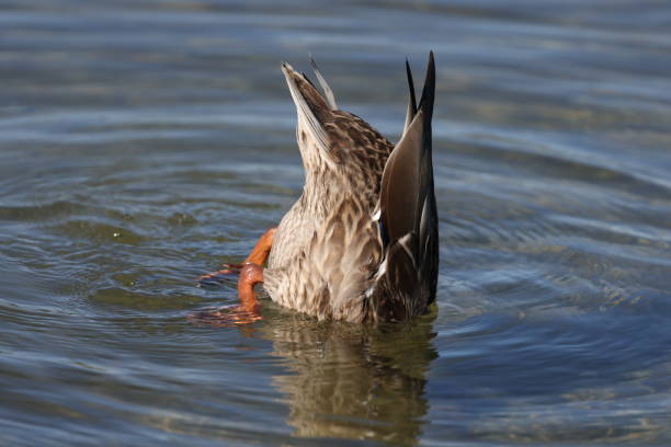 istock Duck diving in water 1348053825