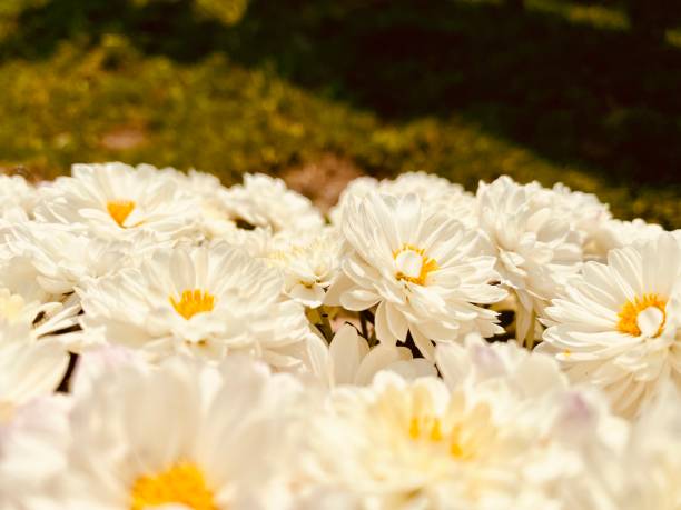 daisies