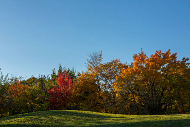 istock Beautiful multi-colored bush in an autumn afternoon 1348055318