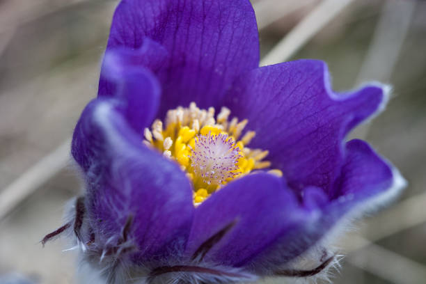 Pulsatilla pratensis rare spring flowers. Pulsatilla pratensis pulsatilla pratensis stock pictures, royalty-free photos & images