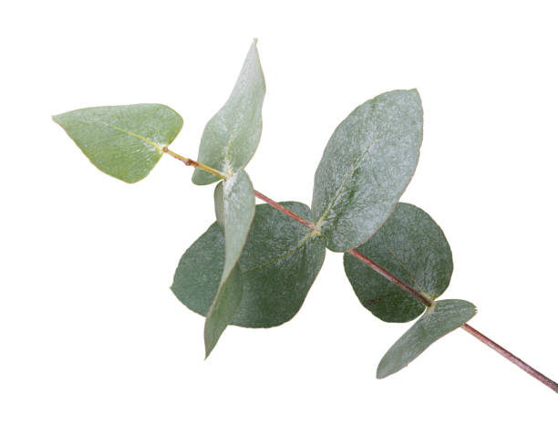 istock Eucalyptus branch isolated on white background 1348057032