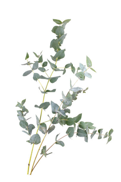 istock Eucalyptus branch isolated on white background 1348057035
