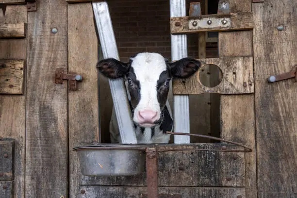 Photo of Cute calf looking through the bars of the stable, white blaze large eyes, drinking bucket