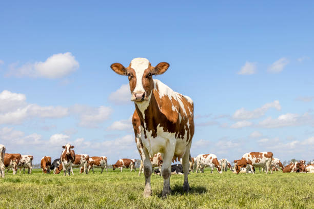 istock Cow approaching, walking  in a pasture under a blue sky and a herd of cows as background 1348057187