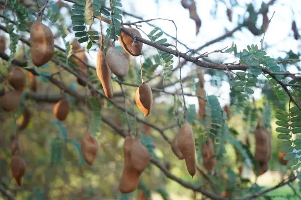 Photo of tamarind fruit tree