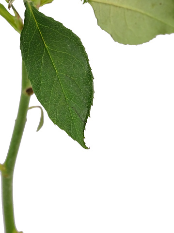close up of the stem and a green leaf of a rose, with a white background