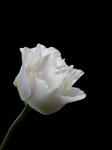 nahaufnahme eines einzelnen weißen lisianthus, isoliert auf schwarzem hintergrund - single flower close up flower head rose stock-fotos und bilder