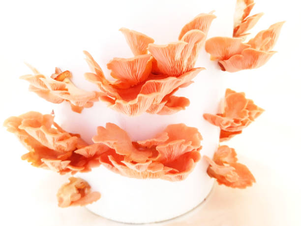 istock Home grown pink oyster mushroom 1348058877