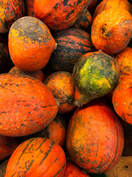 istock Pumpkin Orange summer.  Colorful squoshes background 1348060159