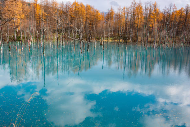 Yellow-leaved forest and blue pond in Biei Yellow-leaved forest and blue pond in Biei shirogane blue pond stock pictures, royalty-free photos & images