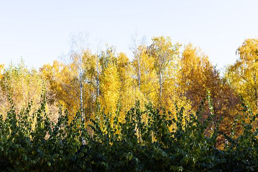 green leaves of bush and yellow foliage of birches on background on sunny autumn evening