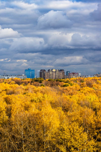 istock yellow forest, modern high-rise houses on horizon 1348061522