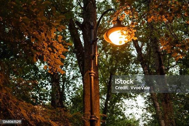 City Lantern Illuminates Tree Leaves In City Park Stock Photo - Download Image Now - Bush, City, Color Image