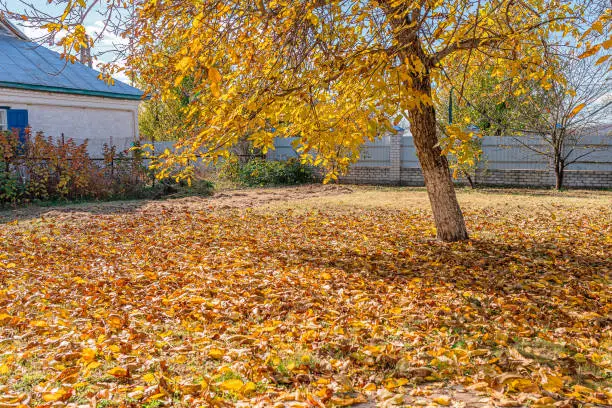 Landscape with fallen yellow leaves in autumn garden. Walnut tree with yellowed leaves in garden near house.