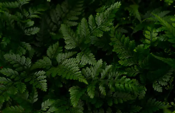 green grass in the shade, natural texture, macrophoto