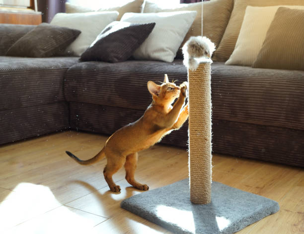 istock A funny abyssinian kitten playing with a mouse in a living room 1348062563