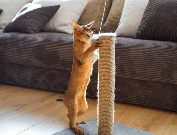 istock A funny abyssinian kitten playing with a mouse in a living room 1348062569