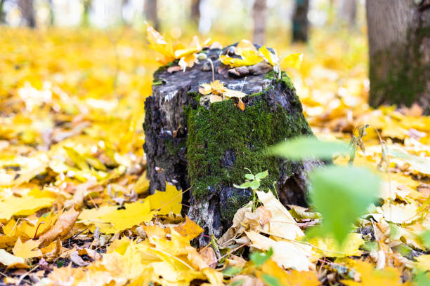 istock mossy tree stump in clearing covered yellow leaves 1348063748