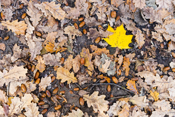 yellow maple leaf between dried brown oak leaves - oak leaf oak tree acorn season imagens e fotografias de stock