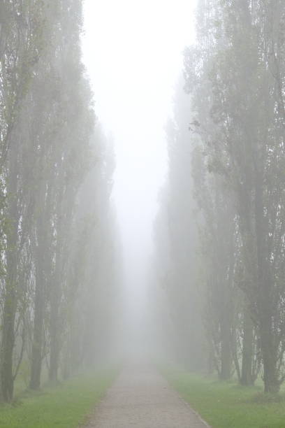 istock Park in winter with fog 1348067138