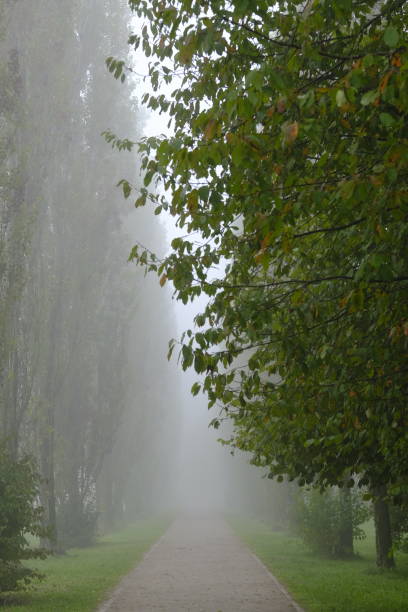 istock Park in winter with fog 1348067238