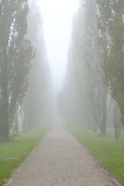 istock Park in winter with fog 1348067330