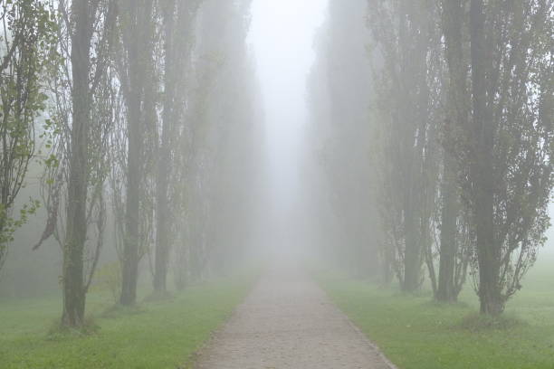 istock Park in winter with fog 1348067373