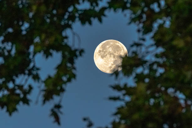 istock the full moon above the trees 1348067386