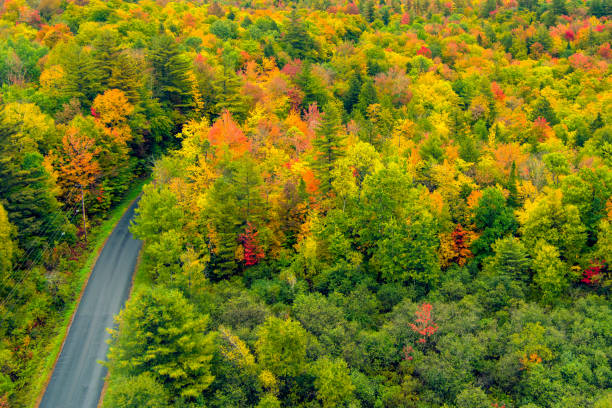 luftaufnahme des herbstlaubes in vermont - sugar maple stock-fotos und bilder