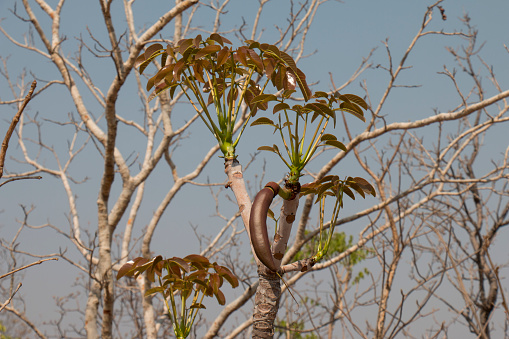 cerrado plants being born in the midst of drought